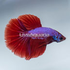 Dragon Scale Halfmoon Betta, Male  (click for more detail)