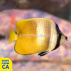 Orange Butterflyfish  (click for more detail)