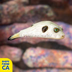 Narrow-Lined Pufferfish (click for more detail)