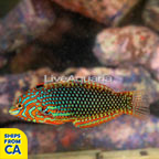 Ornate Leopard Wrasse EXPERT ONLY (click for more detail)