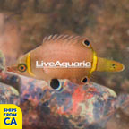 Yellow Banded Possum Wrasse (click for more detail)
