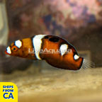 Formosa Wrasse, Juvenile (click for more detail)