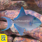 Niger Triggerfish  (click for more detail)
