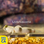 Spotted Watchman Goby (click for more detail)