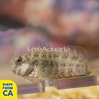 Sailfin/Algae Blenny (click for more detail)