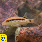 Red Goatfish (click for more detail)