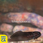 Black Combtooth Blenny  (click for more detail)