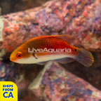 Bluehead Fairy Wrasse, Juvenile  (click for more detail)