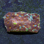 Acan Brain Coral Indonesia (click for more detail)