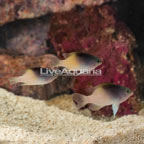 Rolland's Damselfish, Trio (click for more detail)