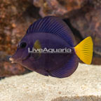 Purple Tang (click for more detail)