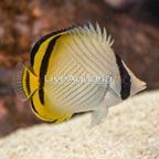 Vagabond Butterflyfish (click for more detail)