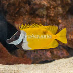 One Spot Foxface (click for more detail)