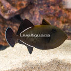 Indian Black Triggerfish (click for more detail)
