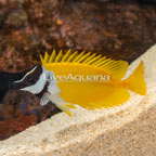 Foxface Lo (click for more detail)