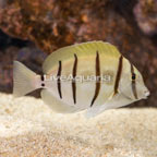 Convict Tang  (click for more detail)