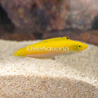 Yellow and Purple Wrasse (click for more detail)