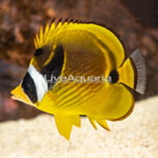 Raccoon Butterflyfish (click for more detail)