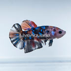 Galaxy Koi Halfmoon Plakat Betta, Male (click for more detail)