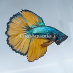 Paradise Halfmoon Betta, Male (click for more detail)
