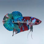 Galaxy Koi Halfmoon Plakat Betta, Male (click for more detail)
