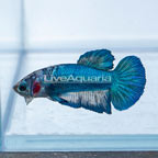 Blue Marble Plakat Betta, Male (click for more detail)