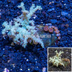 Sinularia & Zoanthus Coral Combo Coral Vietnam (click for more detail)