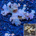 Sinularia Leather Coral Vietnam (click for more detail)