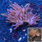 Tree Coral Indonesia (click for more detail)