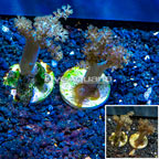LiveAquaria® Cultured Pineapple Tree Coral, Two Pack (click for more detail)