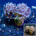 LiveAquaria® Cultured Hammer Coral (click for more detail)