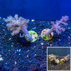 LiveAquaria® Cultured Pineapple Tree Coral, Two Pack (click for more detail)