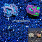 LiveAquaria® Cultured Goniastrea Brain Coral, Two Pack (click for more detail)