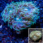 LiveAquaria® Cultured Duncan Coral (click for more detail)