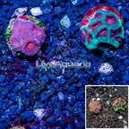 LiveAquaria® Cultured Goniastrea and Favia Brain Coral Combo Frag Two Pack (click for more detail)