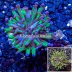 LiveAquaria® Cultured Hammer Coral (click for more detail)