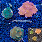 LiveAquaria® Cultured Montipora Coral, Three Pack (click for more detail)