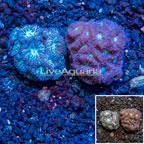 LiveAquaria® Cultured Blastomussa Coral, Two Pack (click for more detail)