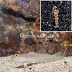 Bue Spot Goby With Tiger Snapping Shrimp (click for more detail)