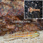Diamond Watchmen Goby With Tiger Snapping Shrimp (click for more detail)
