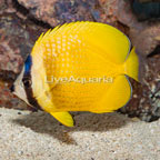 Orange Butterflyfish (click for more detail)