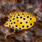 Cubicus Boxfish EXPERT ONLY (click for more detail)