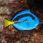 Blue Tang (click for more detail)