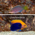 Six Line Wrasse and Flameback Angelfish Pair (click for more detail)