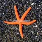 Orange Sea Star (click for more detail)
