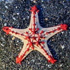 Red Knob Sea Star (click for more detail)