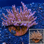 Tree Coral Indonesia (click for more detail)
