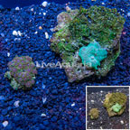 Zoanthus and Mushroom Coral Combo Rock Vietnam (click for more detail)