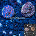 LiveAquaria® Cultured Cyphastrea Frag, Two Pack (click for more detail)