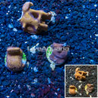 LiveAquaria® Cultured Blue Ridge Coral, Three Pack (click for more detail)